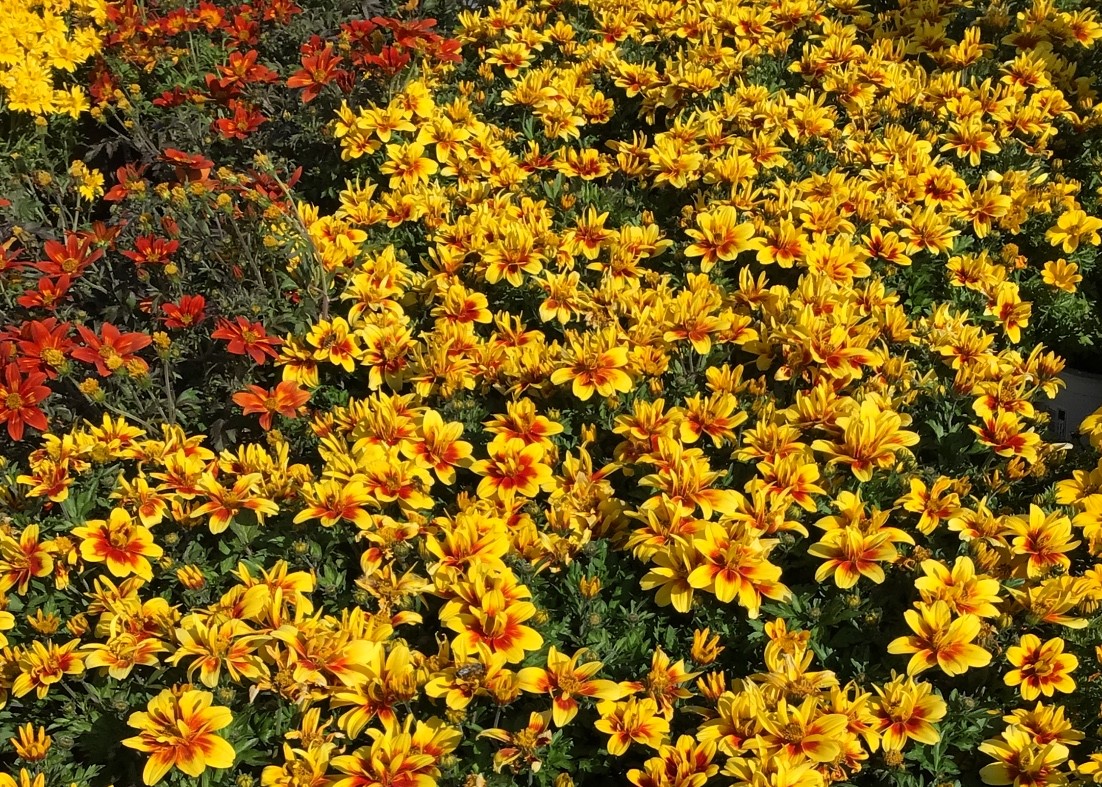 Monheimer Blumenmarkt